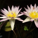 이른오후 이미지