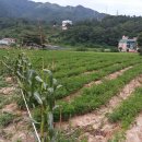 대천농장 Daum카페