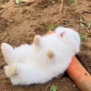 배고픈토끼