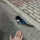 까치세탁소 이미지