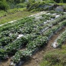 사과집민박 이미지