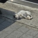 한솥도시락부여점 이미지