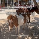 카페후프 | 맛집] 아이와 경주 여행 필수 코스, 황리단길 옆 말이 있는 이색 브런치 카페 후프후프 내돈내산 솔직후기