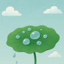 ＜Water Droplets on Lotus Leaf＞ 연잎과 물방울 - 윤동재 시인의 ＜연잎 위 물방울＞ 이미지