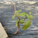 대수풀농장 이미지