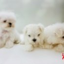 참 조은 훈이네 강아지 이미지