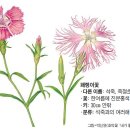 그림으로 보는 자연 /패랭이꽃 이미지