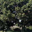 풀내음하우스 | 제주 오설록 티뮤지엄 &amp; 이니스프리 하우스, 제주도 서쪽 가볼 만한 곳 사진 스팟 후기