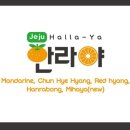 미하농장 | 제주감귤 노지감귤 어디에서 구입하세요? 제주한라야 구입후기