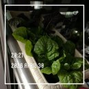 하진이네 버섯뜰에 | 국산 참나무·톱나무 배지에서 자란, 무농약 표고버섯 후기