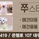 쭈 애견미용 이미지