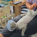 미용집사 | 남양주 다산 황금산고양이 에서 아메숏 무마취미용후기
