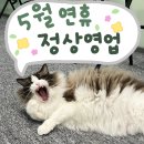 랙돌카페냐옹 이미지