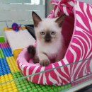 블루독 애견샵 이미지