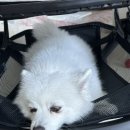 버터플라이 | 부가부 버터플라이2 후기 기내반입 가능한 휴대용 유모차, 줄즈2 비교