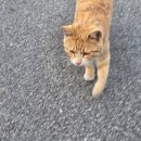 세종엠스테이 2차 | 공주 글램핑 별빛스테이 1번방 저수지뷰 감성 바베큐 후기 공주 독채펜션 대전근교 글램핑