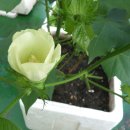 목화(아) 이미지