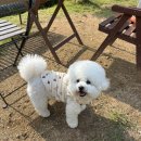 45 | 용인 대형 애견카페 테일45 방문 후기｜애견운동장 추천