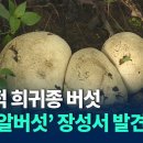 장성에서 세계적 희귀종 '댕구알버섯' 발견..암세포 억제 효능 이미지