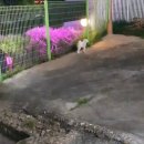 독스호텔리어 이미지