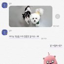 마이댕댕스쿨 이미지