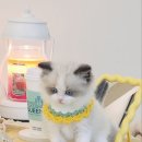왕발고양이 이미지