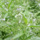 해오름길 이미지