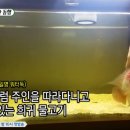 워터독 이미지
