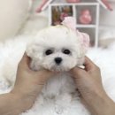 화이트 퍼피 켄넬 이미지