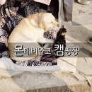 이동면 금평(재활용 동네마당) | 포천 몬테비얀코 캠핑장 : 마당자리 51번 (동계캠핑)