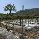 하늘재농원 이미지