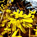 경북과 강원 산지에서 자라는 만리화(Forsythia ovata Nakai) 이미지