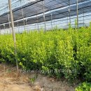 (주)황금농장 이미지