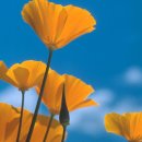 꽃이있는풍경 이미지