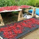 삼익농원 이미지