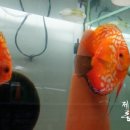 디스커스코리아 이미지