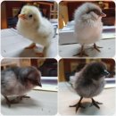 오계농장 | 쉼표농장부화소식 연산오계/청계/블루브라마병아리 탄생 과적후기