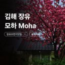 모하(Moha)