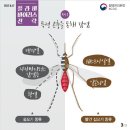 플라비 이미지