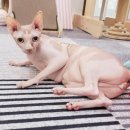 고양이호텔 묘랑묘랑 이미지