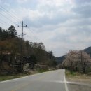 야산아약초 Daum카페