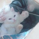 청주캣브리더 이미지