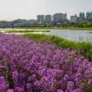 영천, 금호강변에 보라유채가 만발 이미지