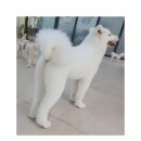 그루밍젤리 이미지