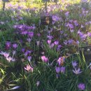 꽃이 피면 이미지