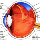 시각 - 눈에서의 빛의 굴절 이미지