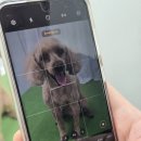 도그도담 이미지