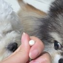 (주)대웅 | 고양이 강아지 췌장염 영양제 췌장 수치 효소 대웅펫 에피클