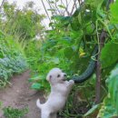 상큼한 오이의 용도 🥒 이미지