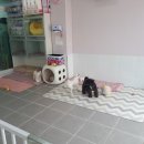 늘안아줄개 이미지